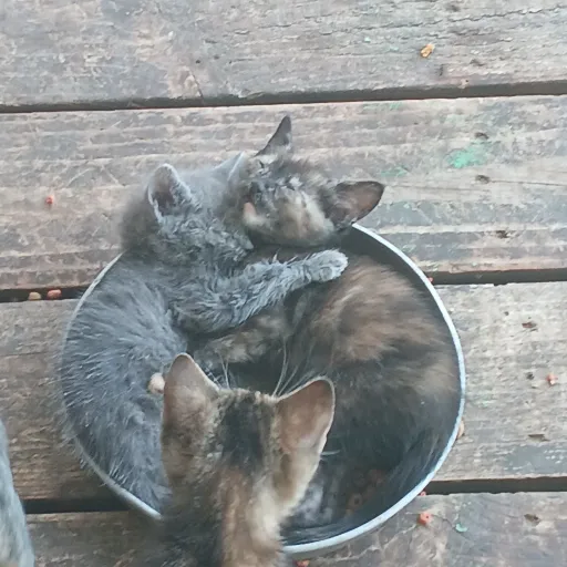 creator adamas happy's avatar