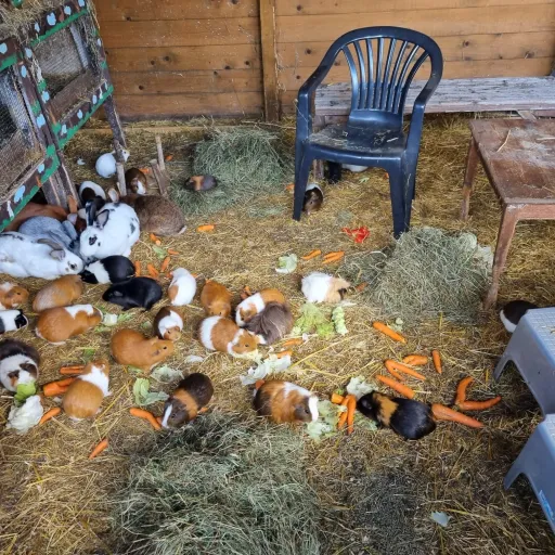 creator Maja1300's avatar