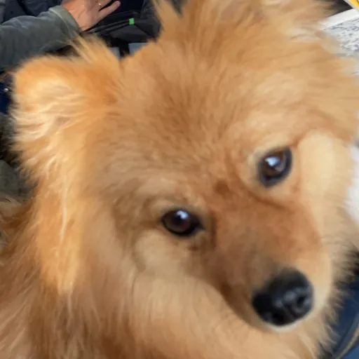 creator PaulGay's avatar