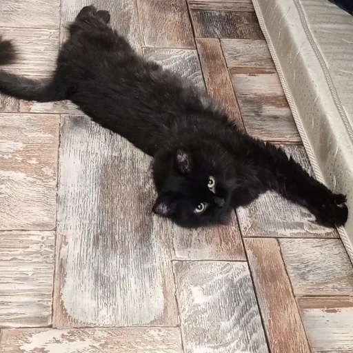 creator Talkior-sovmdWVL's avatar