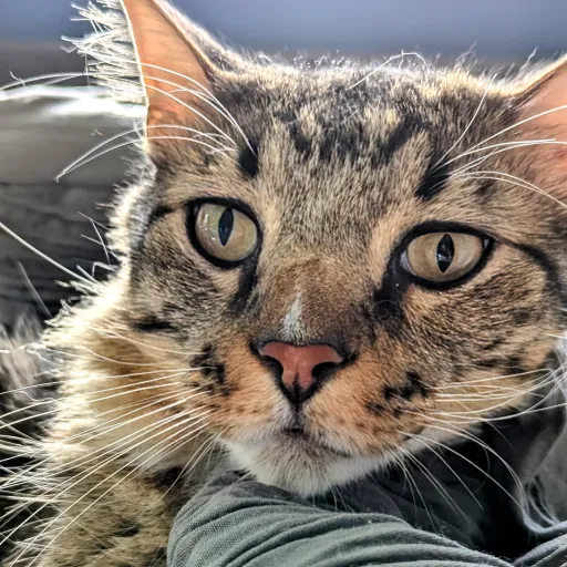 talkie's author avatar