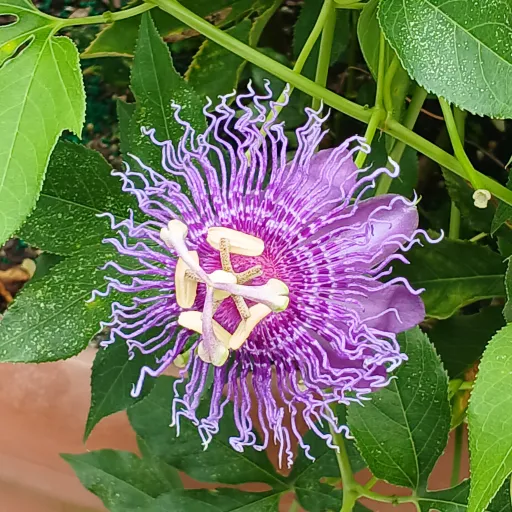 creator Fallout76's avatar