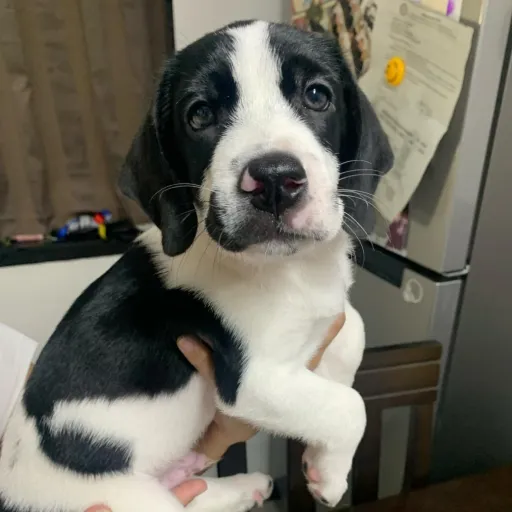 creator -_🏆🥋🌸Oreo🌸🥋🏆_-'s avatar