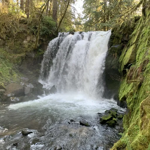 creator Holez's avatar