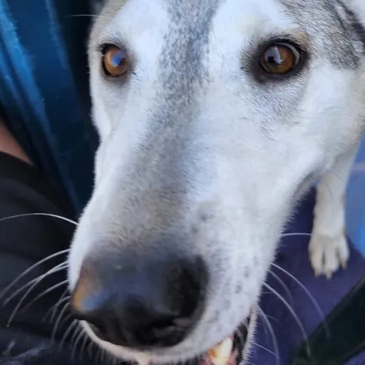 creator annabel66907638468's avatar