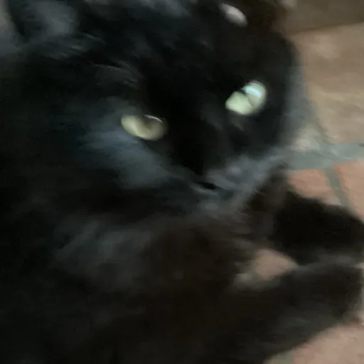 creator Starlight alright's avatar