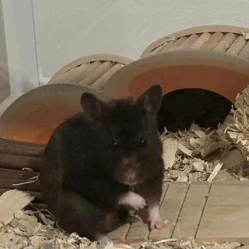 talkie's author avatar