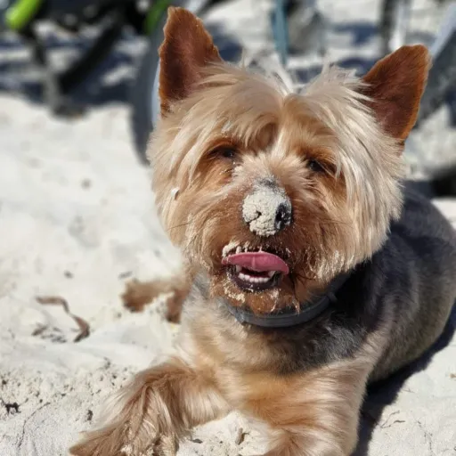 creator LovingGoats's avatar