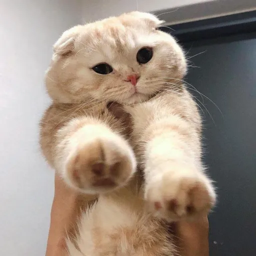 creator OrnelaXx's avatar