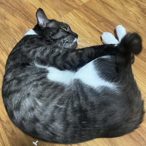 talkie's author avatar