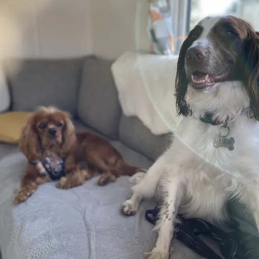 talkie's author avatar