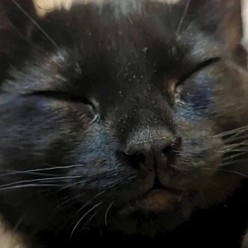 creator YourLocal'Cat's avatar