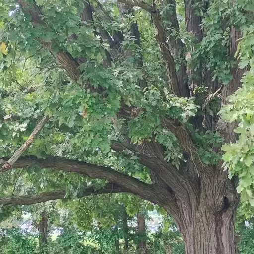 creator Hi frog 61's avatar