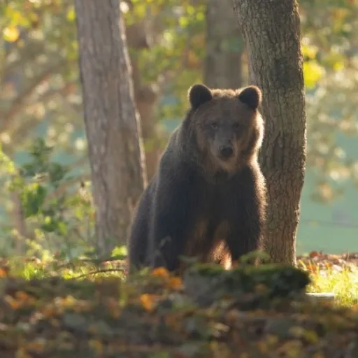 creator Haury's avatar