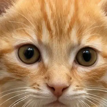 chat with ai character: cat