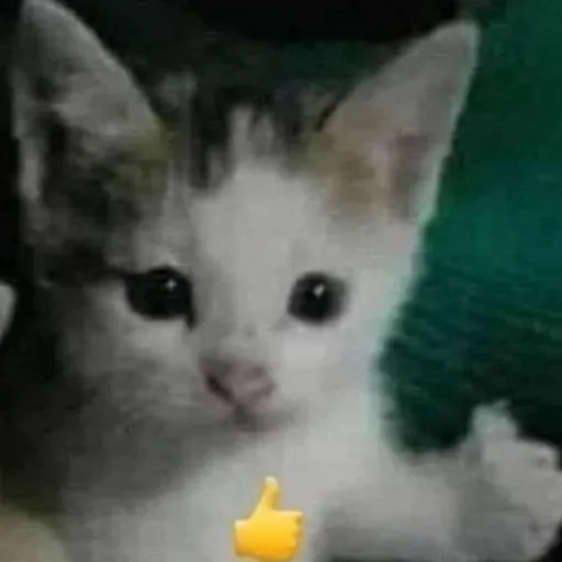 creator I have a type 😭's avatar