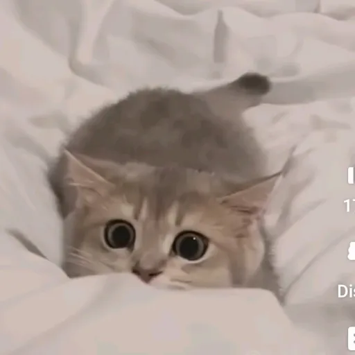 creator cute little cats's avatar