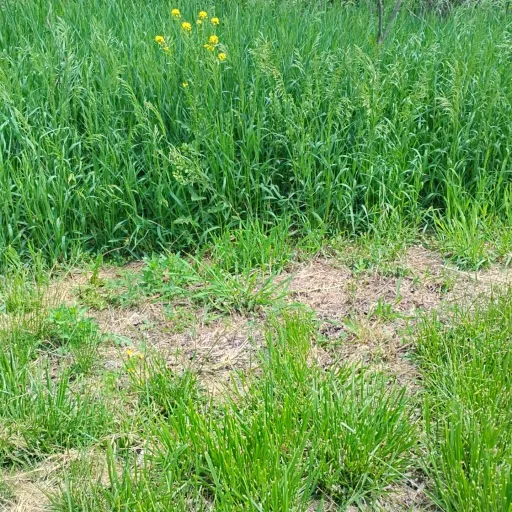 creator Weirdo °•°'s avatar