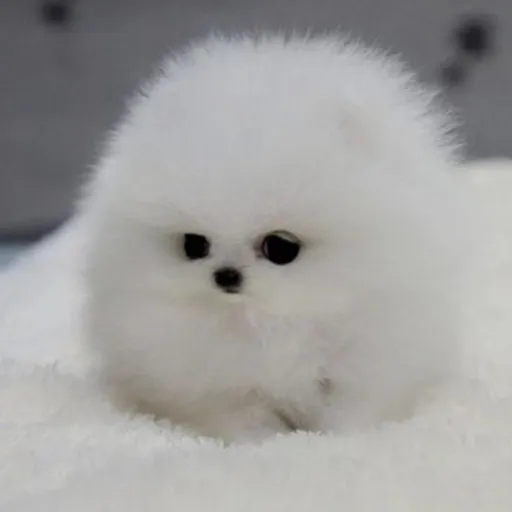 creator fluff_dawg's avatar