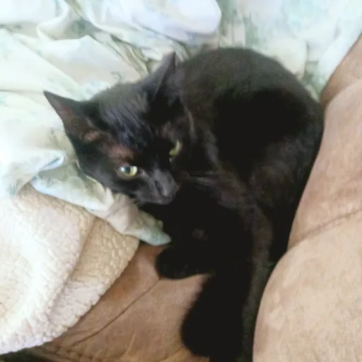 creator Taylinn's avatar