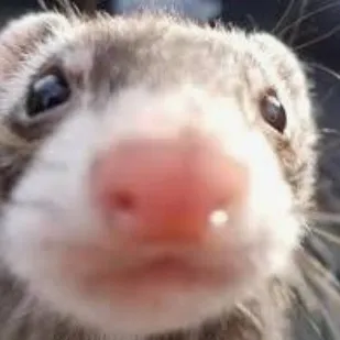 creator 🍓../`|Tissue..🍰's avatar