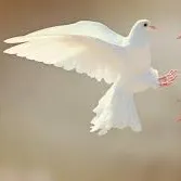 creator LovelyDovey!! 🕊️'s avatar