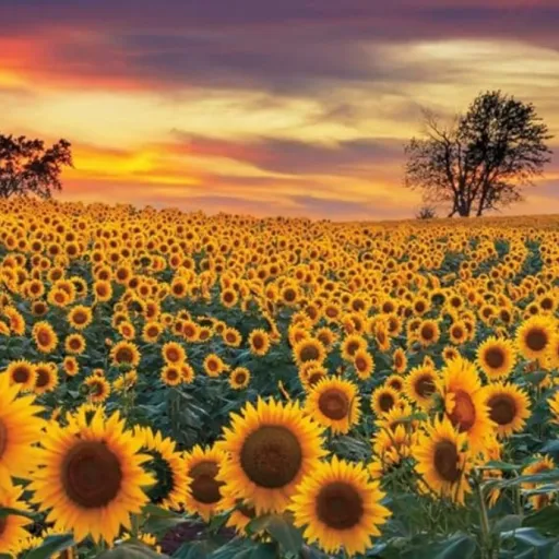 creator 🌻Sunflowers!🌻's avatar