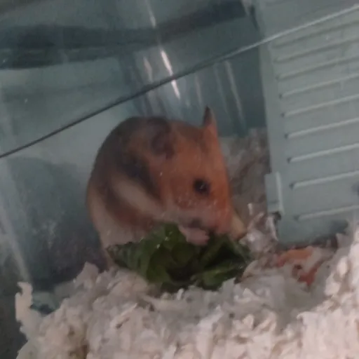 creator ivyloves👉toh's avatar