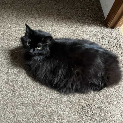 creator Violet’zzzzz's avatar