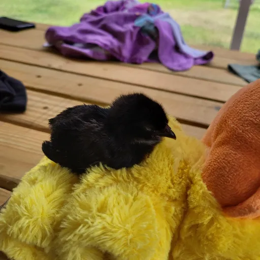 talkie's author avatar