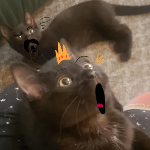 talkie's author avatar