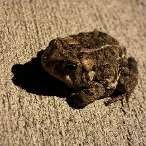 creator ConstipatedFrog's avatar