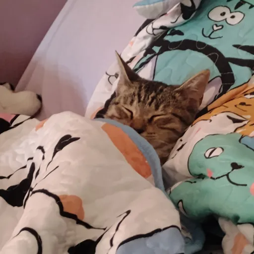 creator ♥︎✿_Cici kitty_✿♥︎'s avatar