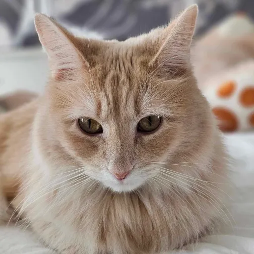 creator 🇷🇺☆Nora☆🇷🇺's avatar