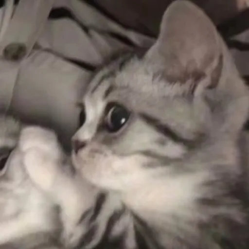 creator Milo_<3's avatar