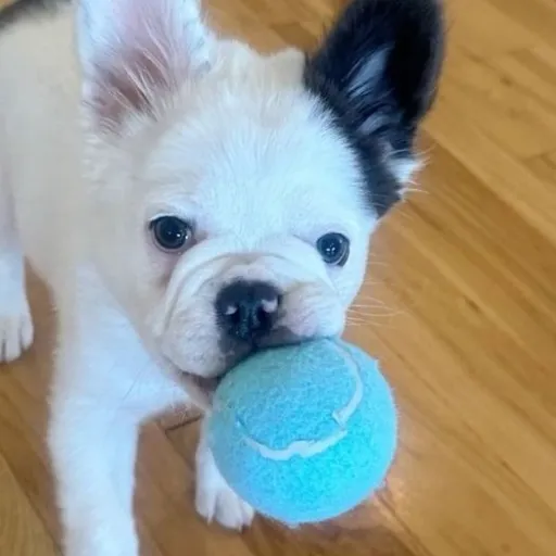 creator 🛍𐦍⋆ Aurora⋆𐦍🩰's avatar