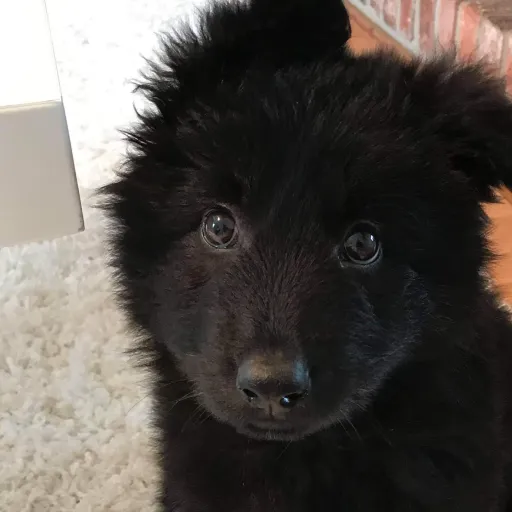 creator Galaxythesigma's avatar