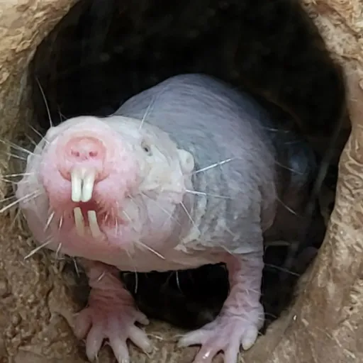 creator <Erm_wat_da_sigma>'s avatar