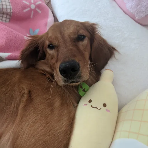 creator CoOKiEs:p's avatar