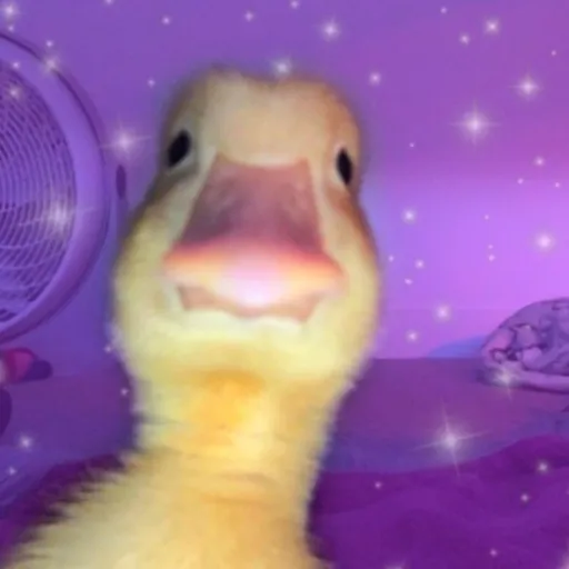 creator paigetheduck's avatar