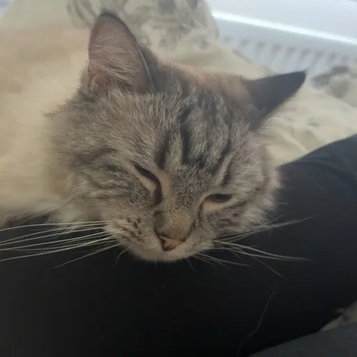 talkie's author avatar