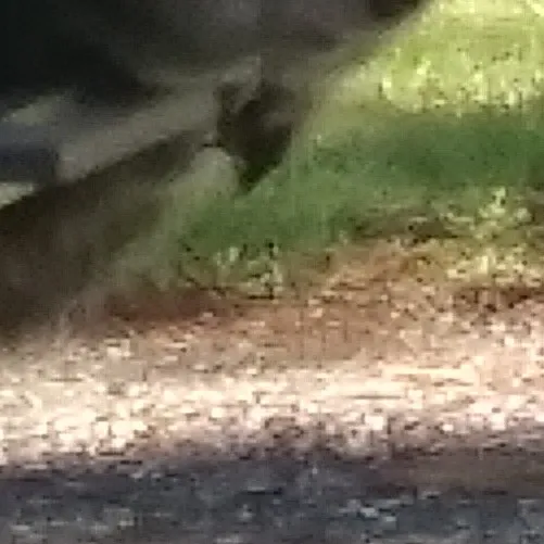 creator wolfgirl7.9's avatar