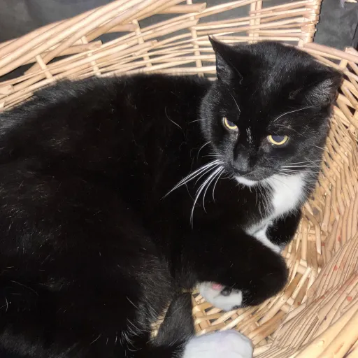 creator kitty kc's avatar