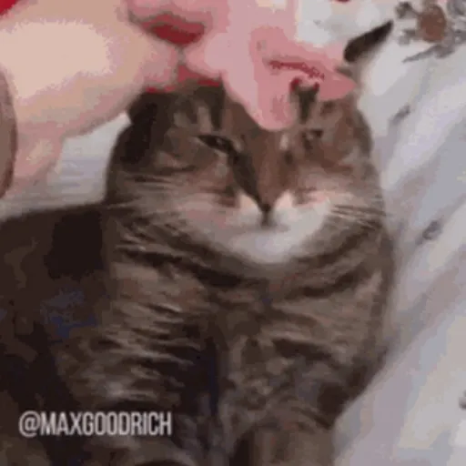 creator Will's avatar