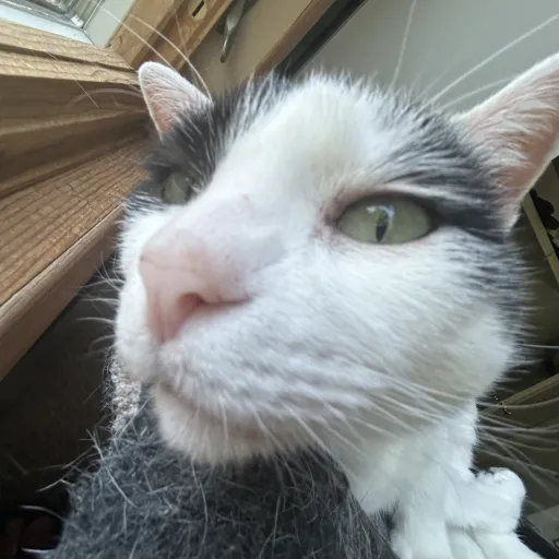 creator chicken_rat☆'s avatar