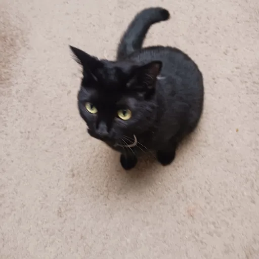 creator catbruh's avatar