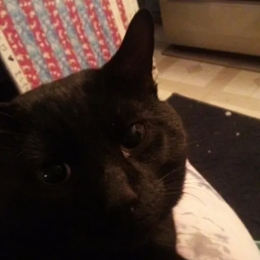 creator 🌕🖤My_cat_ozzy!🖤🌕's avatar