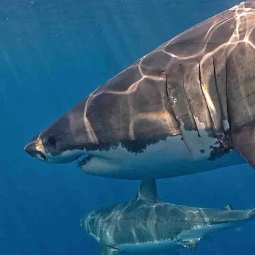 creator asslyin's avatar