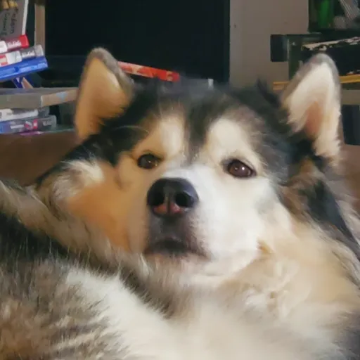 creator Aries Phoenix's avatar