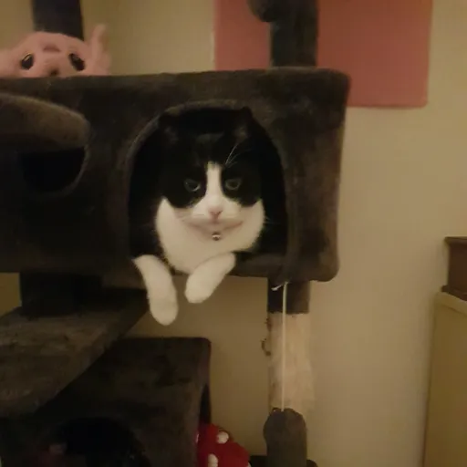 creator lovepookie123❤'s avatar